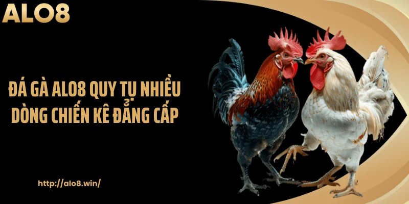 Đá gà ALO8 quy tụ nhiều dòng chiến kê đẳng cấp