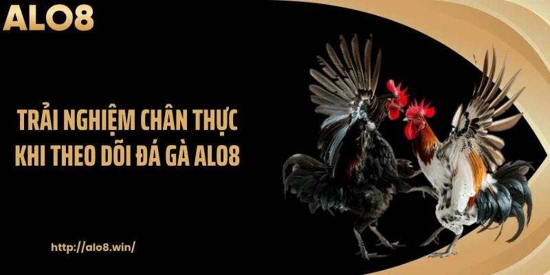 Trải nghiệm chân thực khi theo dõi đá gà ALO8